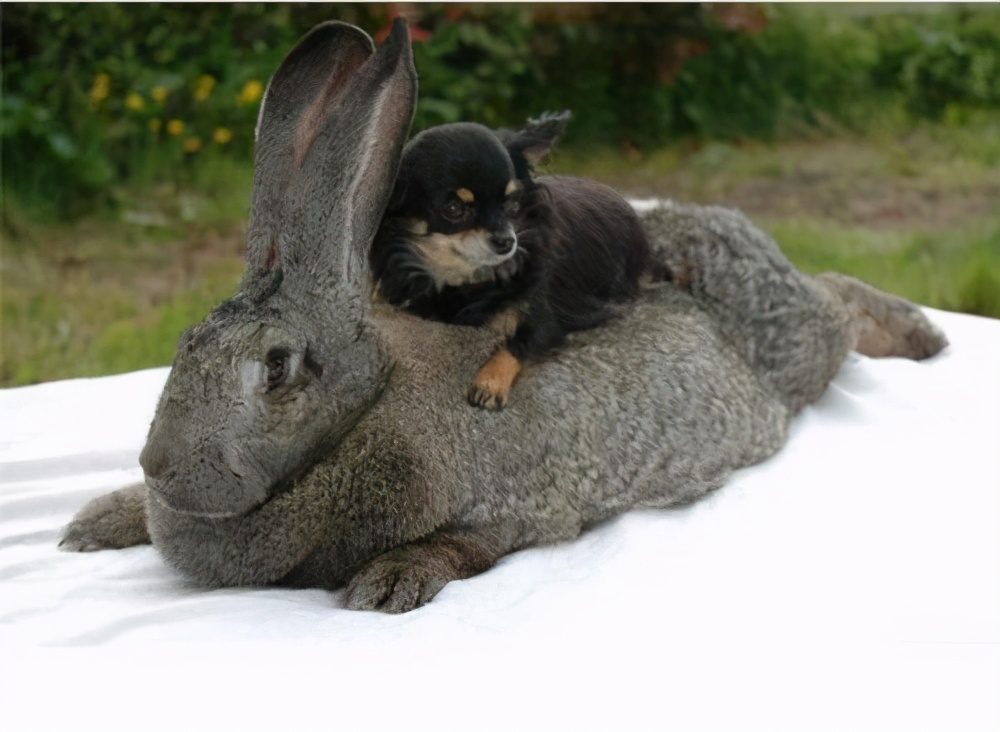 宠物兔价格及品种，一般宠物兔多少钱一只