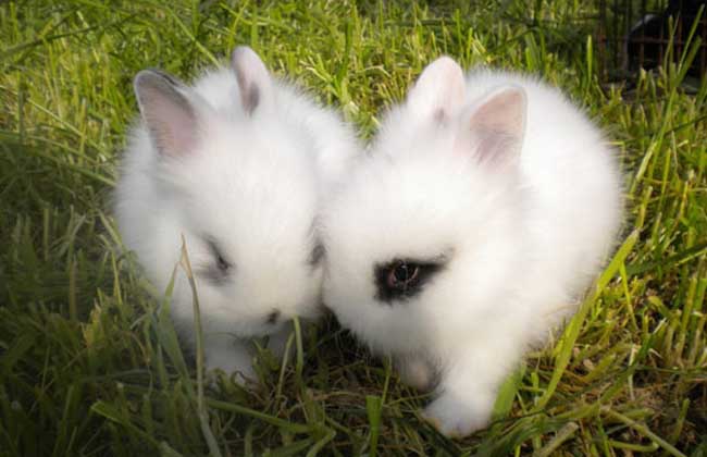安哥拉兔多少钱一只 安哥拉兔的饲养方法