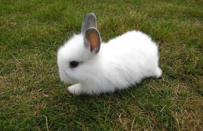 安哥拉兔多少钱一只 安哥拉兔的饲养方法