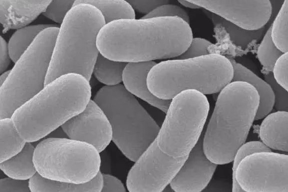 微生物小知识：什么是植物乳杆菌？