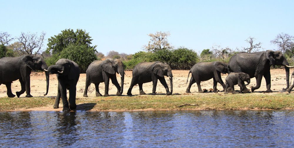数百头大象离奇死亡！疫情下的非洲大象王国发生了什么