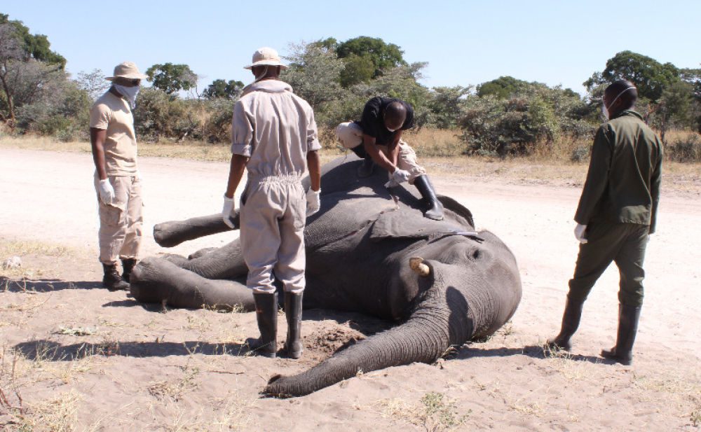 数百头大象离奇死亡！疫情下的非洲大象王国发生了什么