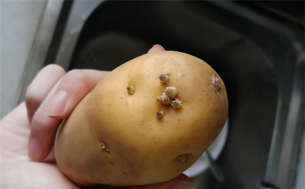 土豆发芽到底能不能吃？很多人没弄明白，看完后涨知识了