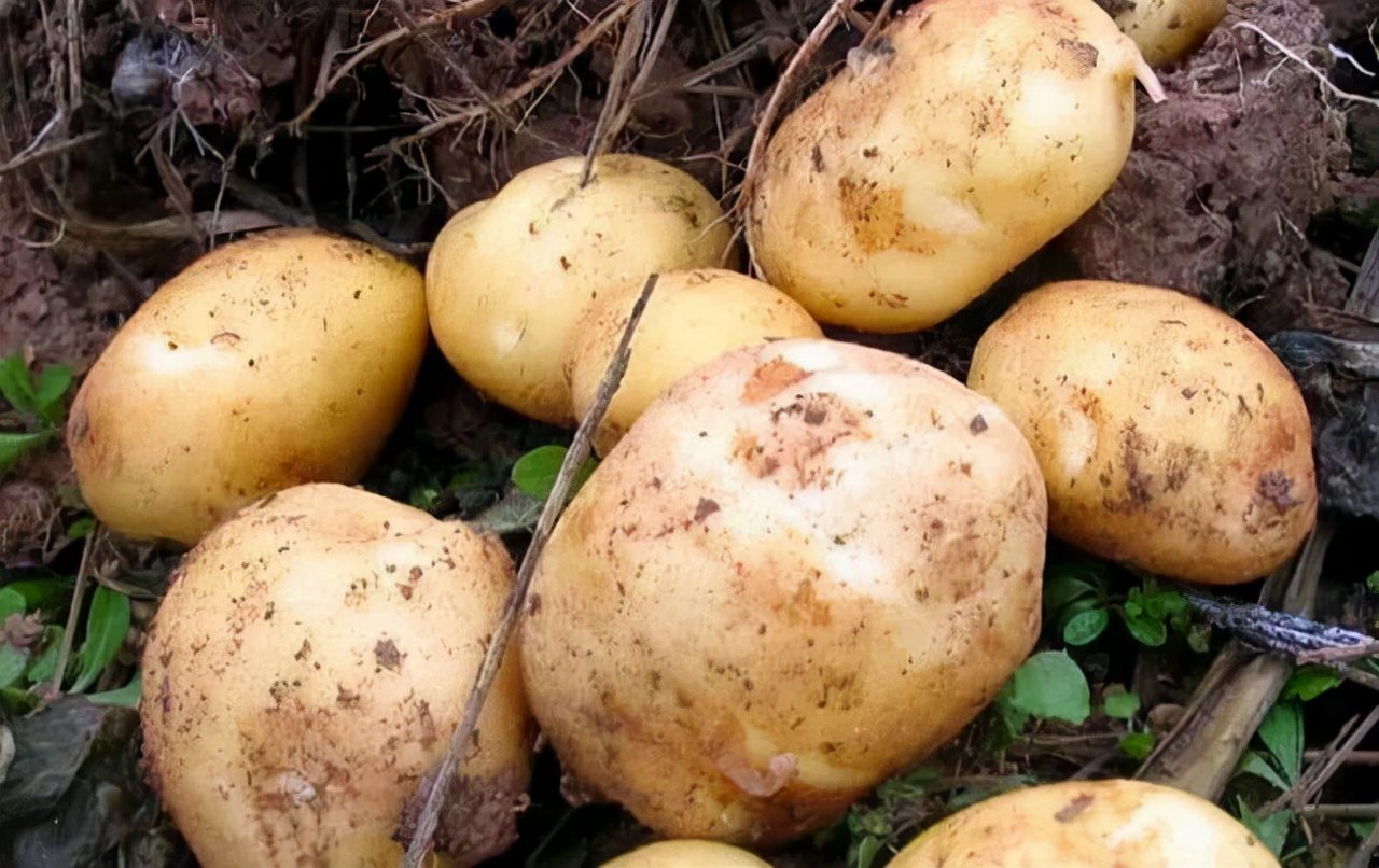 土豆发芽到底能不能吃？很多人没弄明白，看完后涨知识了
