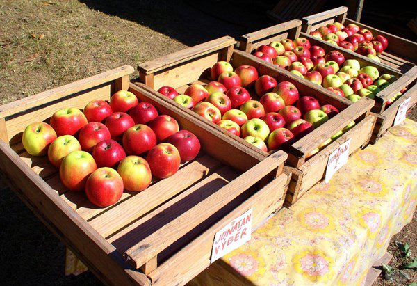 每天吃一个苹果真的对身体好吗？这些是你必须要了解的