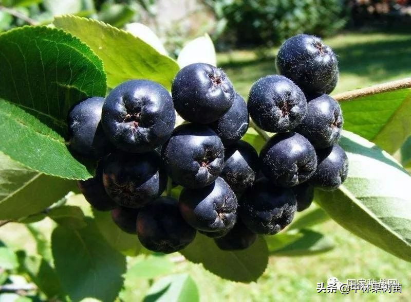 黑果花楸：富含花青素 集食用 药用 园林和生态价值的珍贵树种