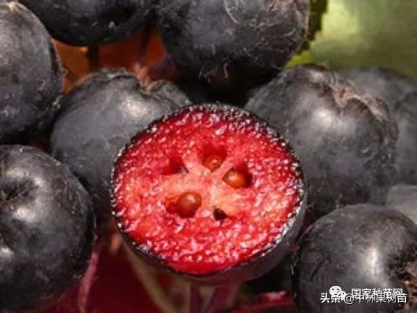 黑果花楸：富含花青素 集食用 药用 园林和生态价值的珍贵树种
