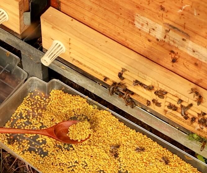 蜂花粉有假的吗？蜂花粉的作用与功效？