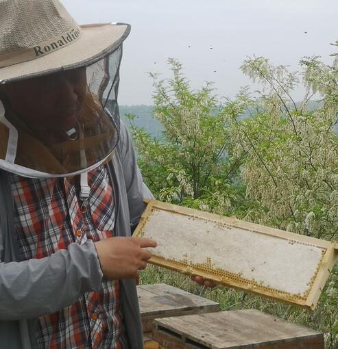 蜂花粉有假的吗？蜂花粉的作用与功效？
