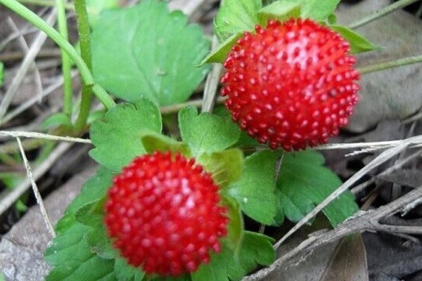 蛇莓与野草莓咋区分图图片