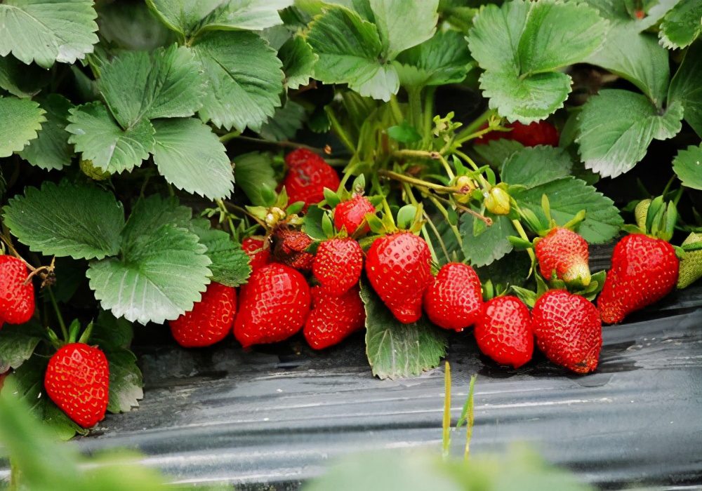 怀孕期间草莓能吃吗