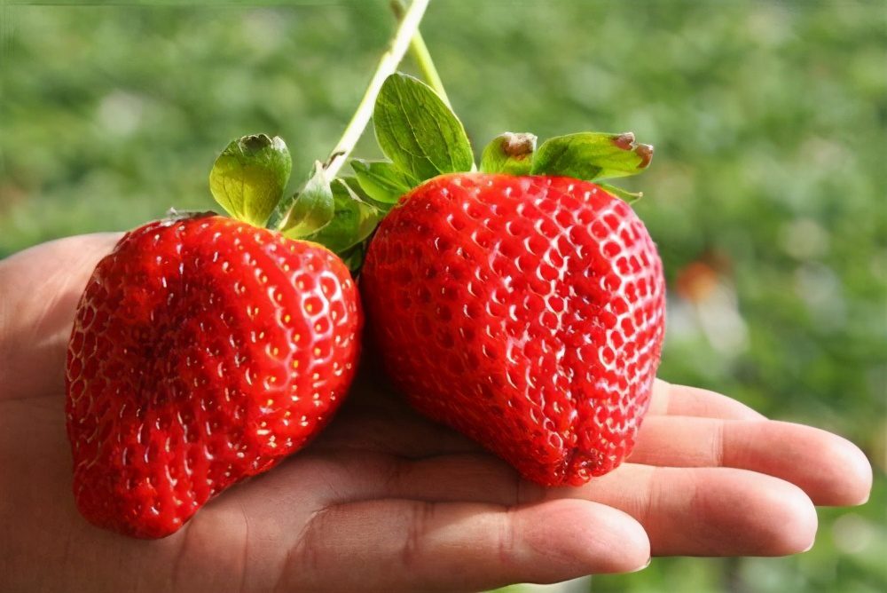 怀孕期间草莓能吃吗