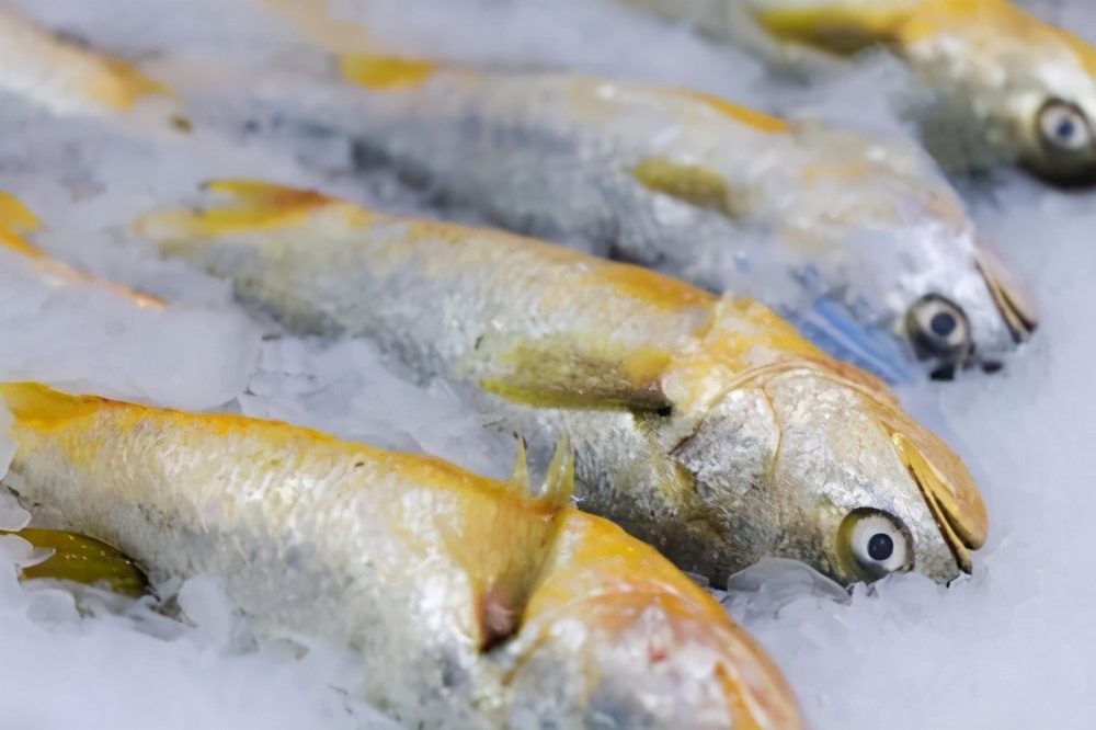 才知道，这4种鱼营养价值高，市场看见别错过，一次可以多买几斤