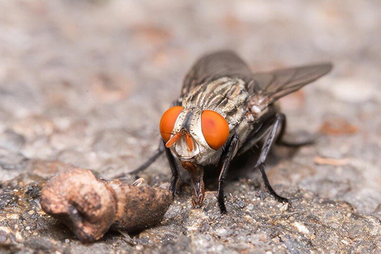 液体蚊香对苍蝇能起到作用吗（蝇太多怎么办，如何才能消灭它们？）