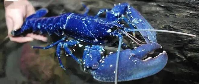法国蓝色龙虾多少钱一只（最稀有的龙虾，200万只里才“变异”一只）