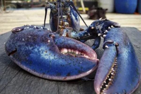 法国蓝色龙虾多少钱一只（最稀有的龙虾，200万只里才“变异”一只）