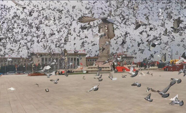 pigeon和dove的区别（建党100周年庆典上放飞的10万羽鸽子，是dove还是pigeon？）