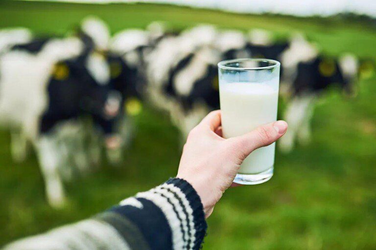 伊利纯牛奶保质期多久（真假“鲜”牛奶：保质期长达20天，哪些乳企在“钻空子”？）