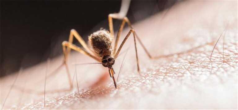 蚊子能活几天?为什么（世界上有多少只蚊子？其成虫很难生存15天）