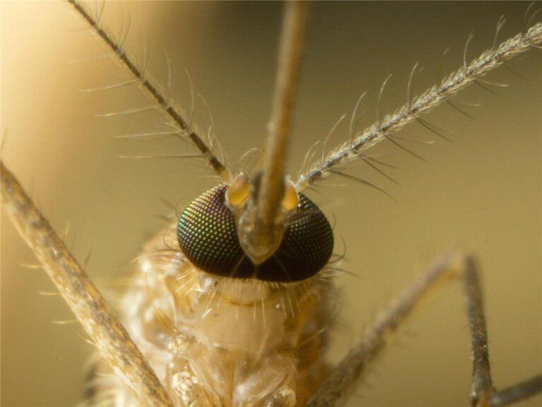 蚊子能活几天?为什么（世界上有多少只蚊子？其成虫很难生存15天）