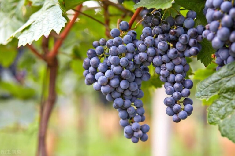 葡萄是什么时候传入中国的（中国葡萄种植始于夏朝之前，春秋战国时期传入中原地区）